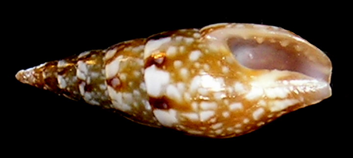 Mitrella lanceolata ??